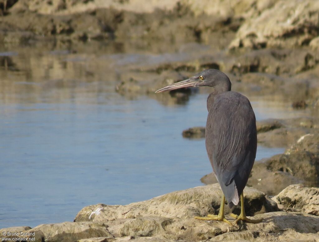 Pacific Reef Heronadult, identification, Behaviour