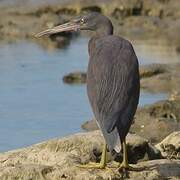 Pacific Reef Heron