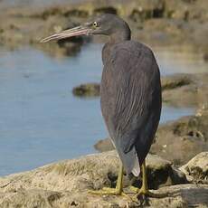 Aigrette sacrée