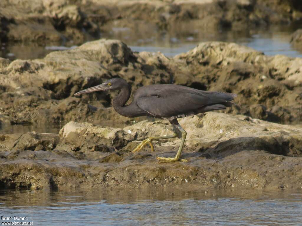 Aigrette sacréeimmature, habitat, Comportement