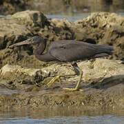 Pacific Reef Heron