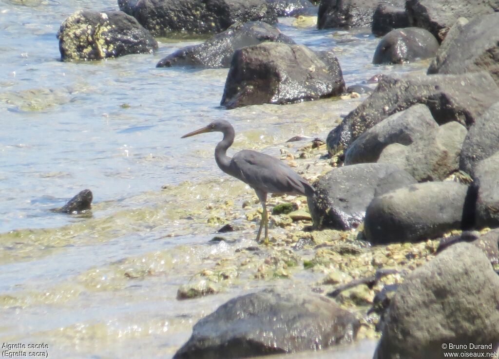 Pacific Reef Heronadult, identification