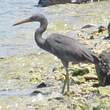 Aigrette sacrée