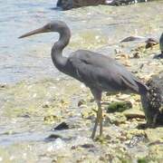 Pacific Reef Heron