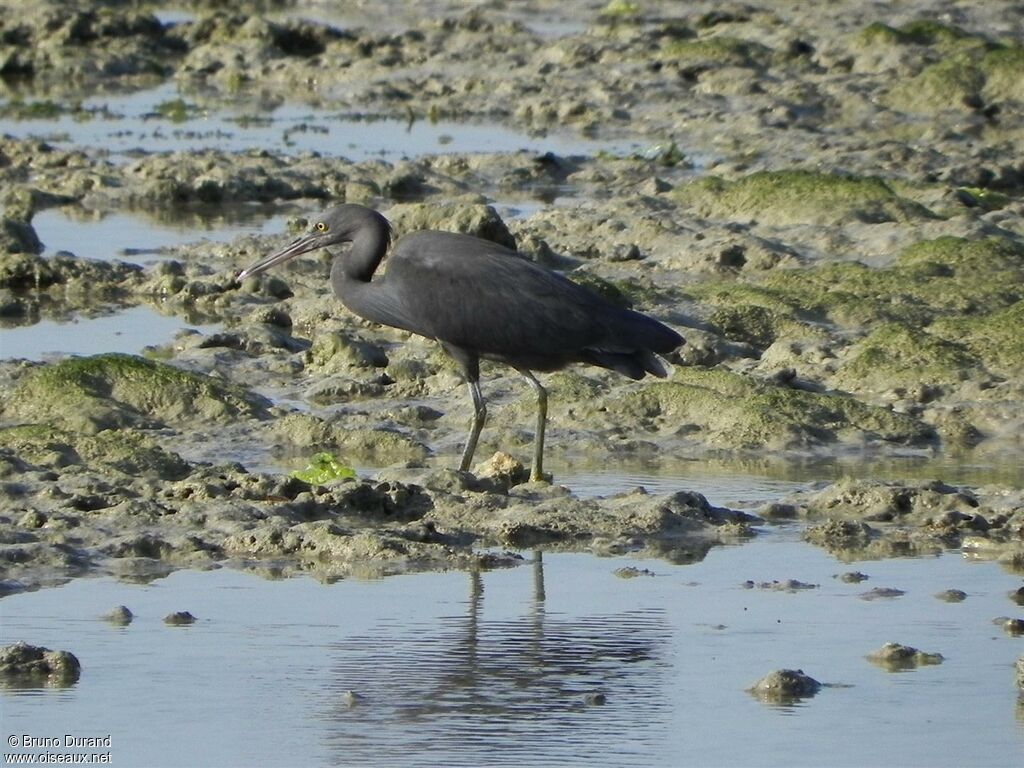 Pacific Reef Heron, identification