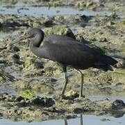 Aigrette sacrée