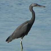 Pacific Reef Heron