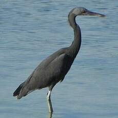 Aigrette sacrée