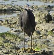 Pacific Reef Heron