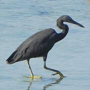 Pacific Reef Heron