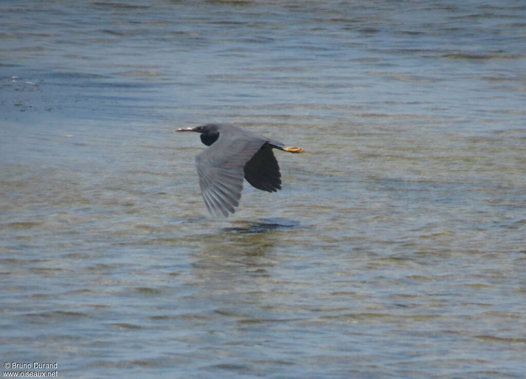 Pacific Reef Heron, Flight