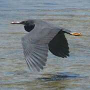 Pacific Reef Heron