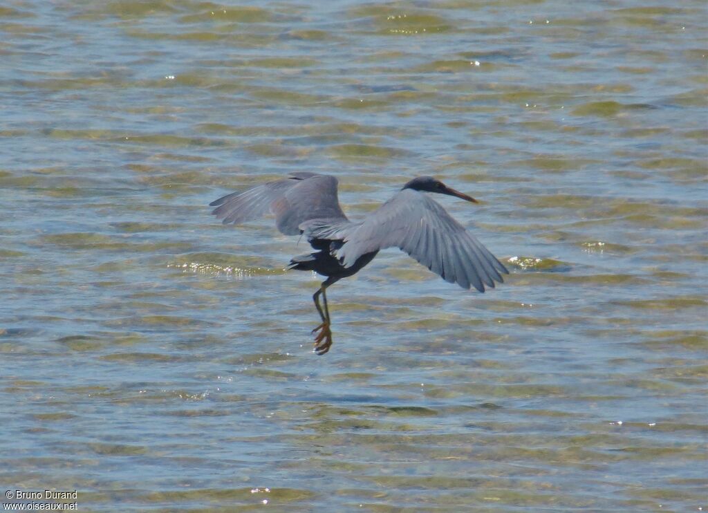 Pacific Reef Heronadult, Flight