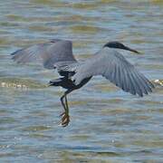 Aigrette sacrée