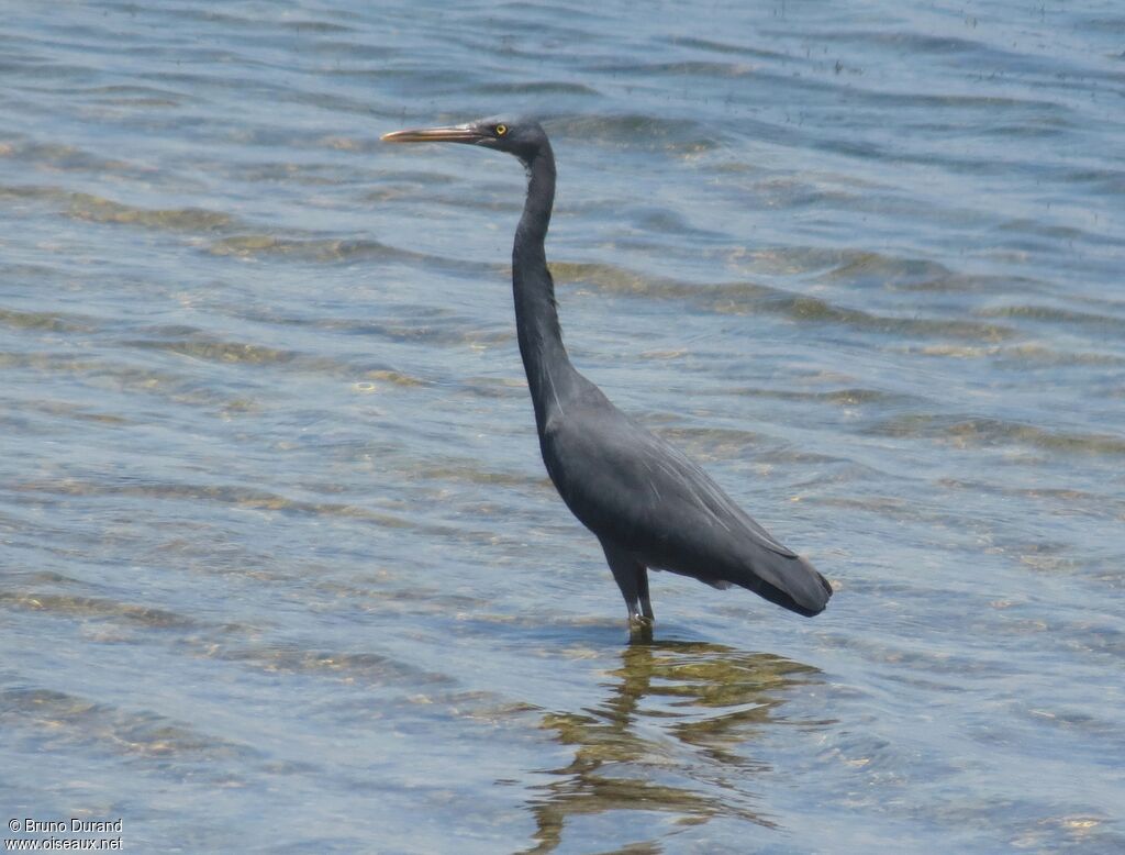 Aigrette sacréeadulte, identification