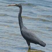 Pacific Reef Heron