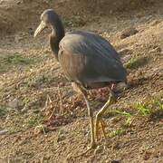 Pacific Reef Heron