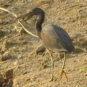 Aigrette sacrée