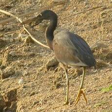 Aigrette sacrée