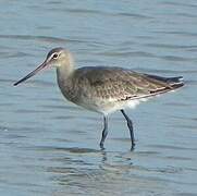 Black-tailed Godwit