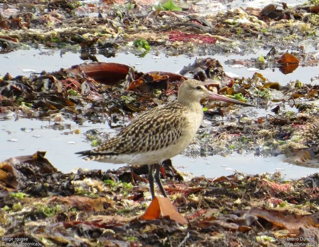 Bar-tailed Godwitadult, identification