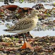 Bar-tailed Godwit