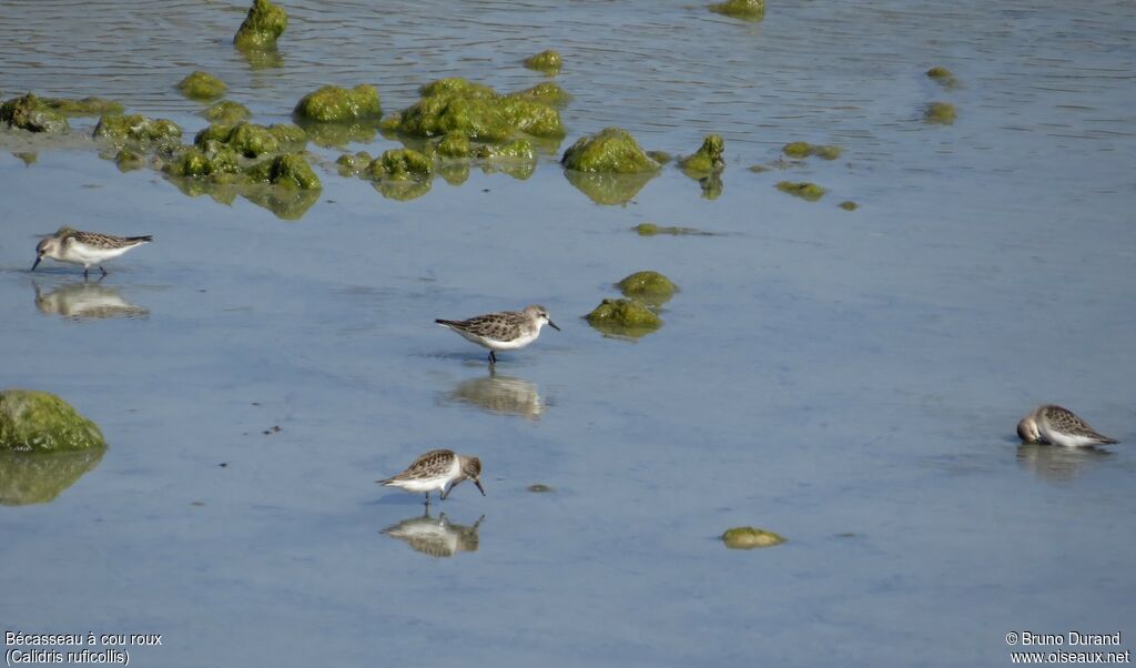 Red-necked Stint, feeding habits, Behaviour