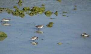 Red-necked Stint