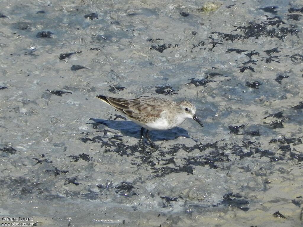 Bécasseau à cou roux, identification