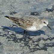 Red-necked Stint