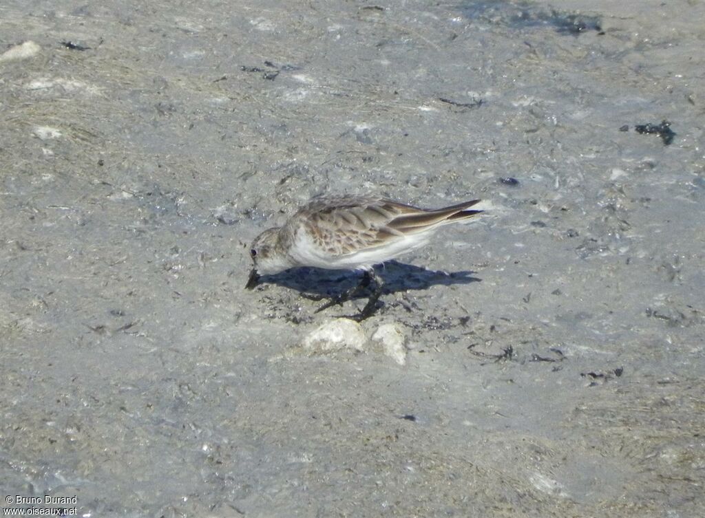 Bécasseau à cou roux, identification, Comportement