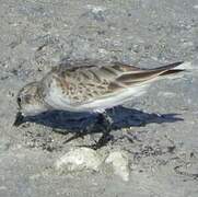 Red-necked Stint