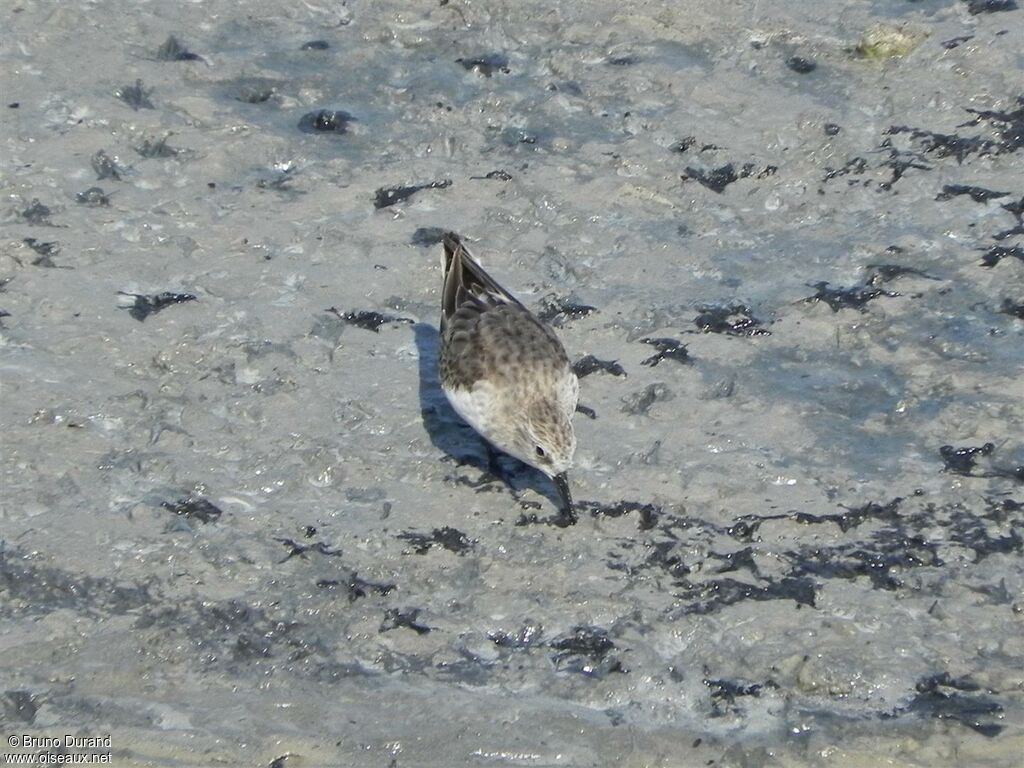 Bécasseau à cou roux, identification