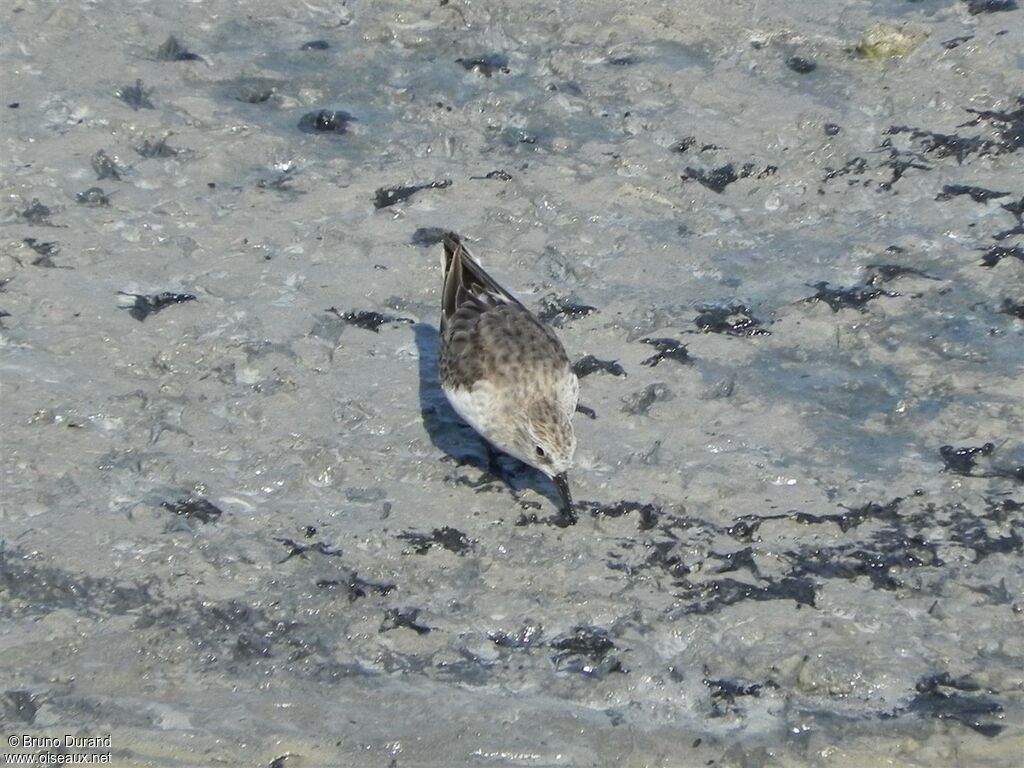 Red-necked Stint, identification