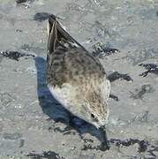 Red-necked Stint