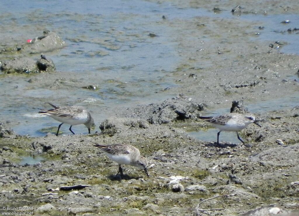 Red-necked Stint, identification, Behaviour