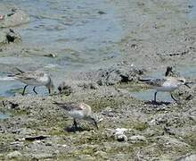 Red-necked Stint