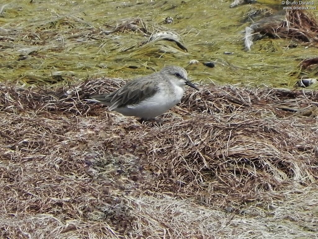 Bécasseau à cou roux, identification