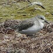 Red-necked Stint