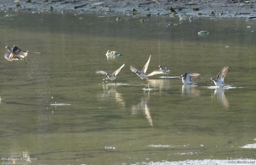 Red-necked Stint, Flight