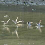 Red-necked Stint