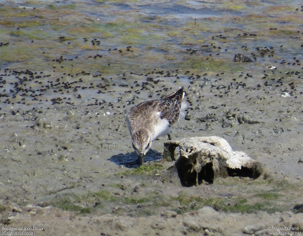 Red-necked Stint, identification, feeding habits, Behaviour