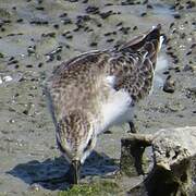 Red-necked Stint