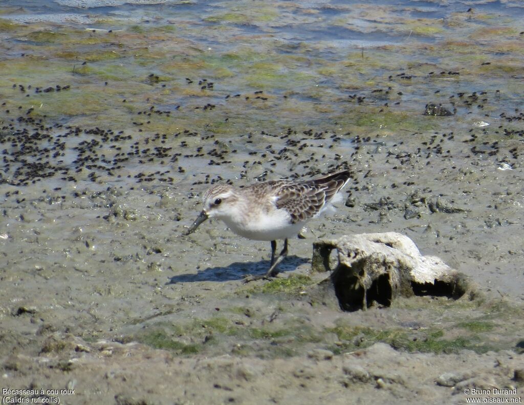 Bécasseau à cou rouxadulte, identification