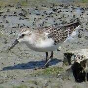 Red-necked Stint