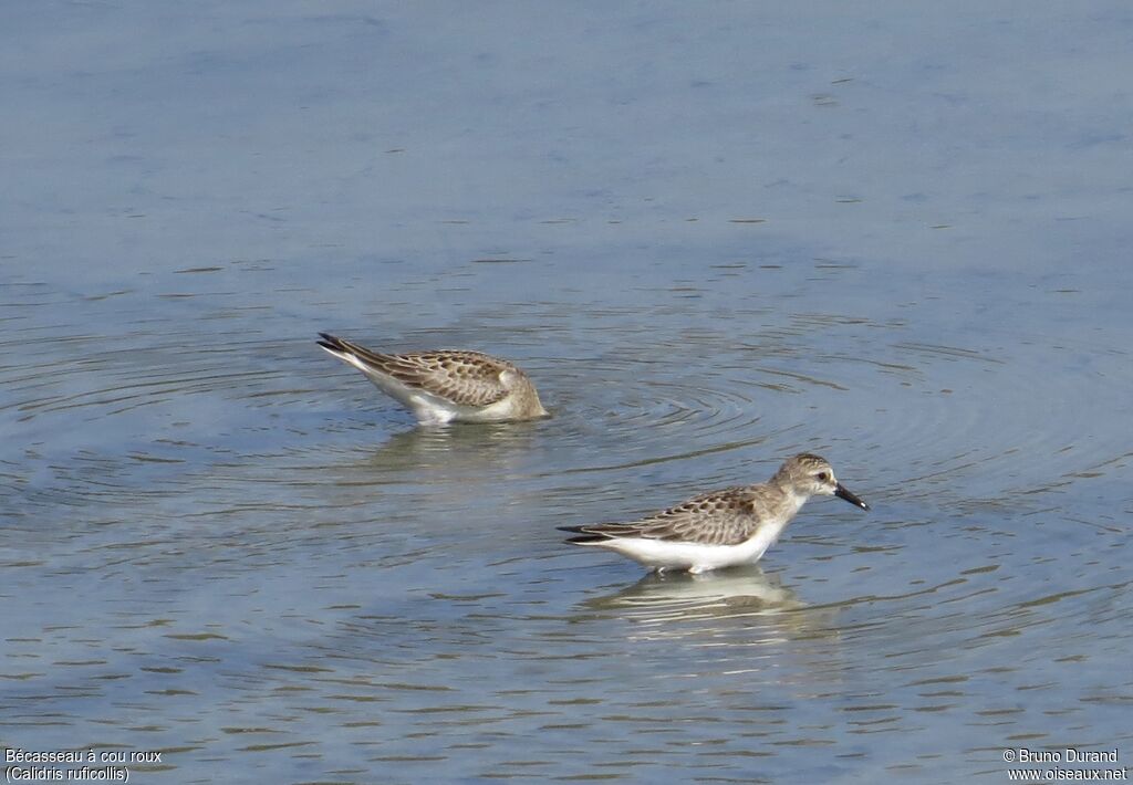 Red-necked Stint, identification, feeding habits, Behaviour