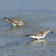 Red-necked Stint