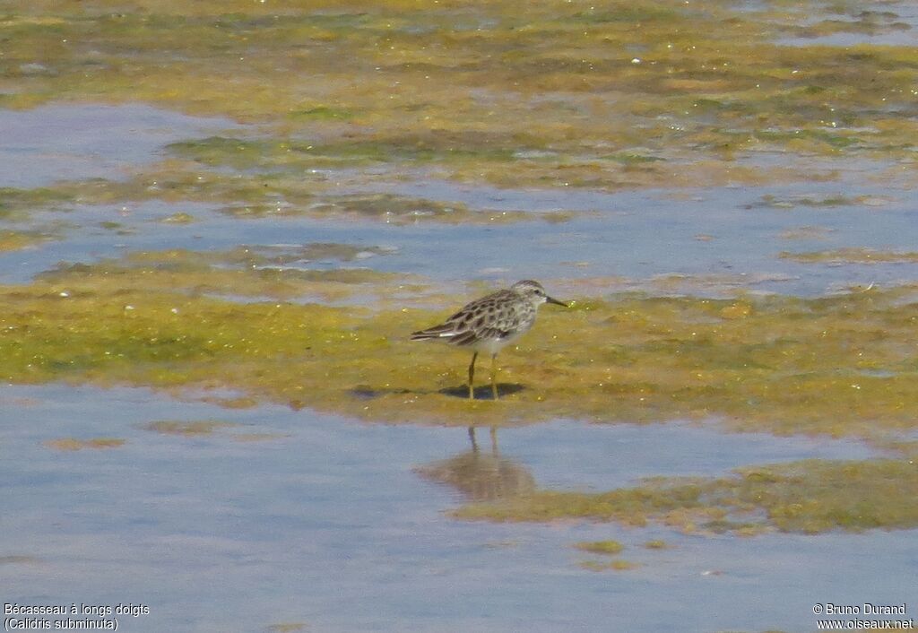 Long-toed Stint, identification