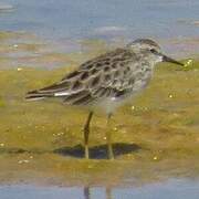 Long-toed Stint