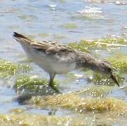 Long-toed Stint